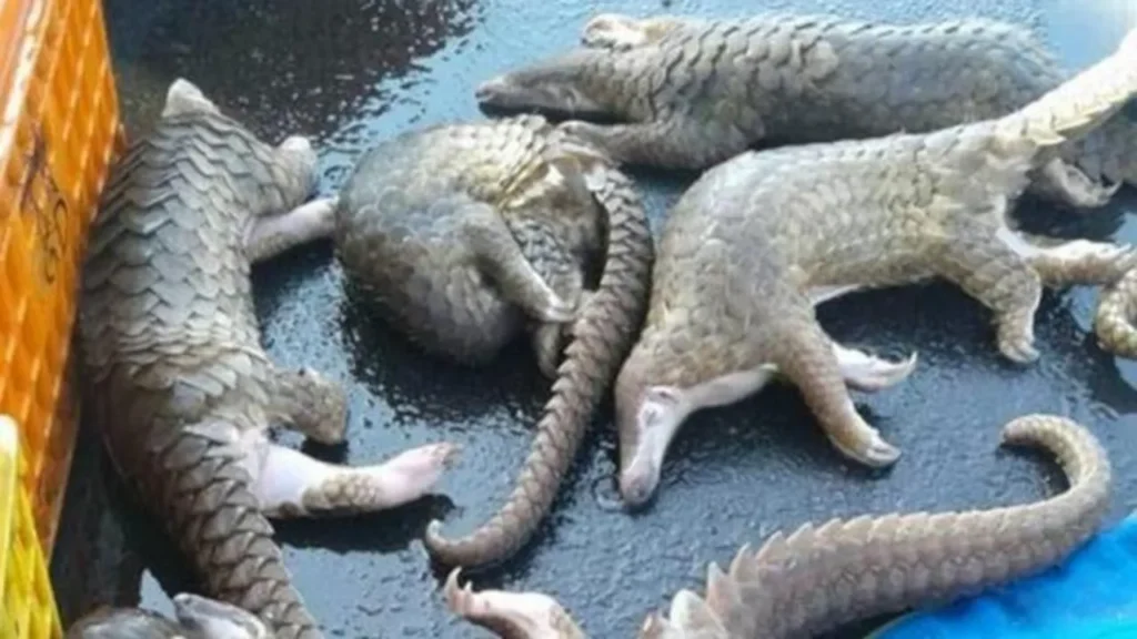 Operasi Gabungan Ungkap Sindikat Perdagangan Sisik Trenggiling Tiga Tersangka Ditahan di Sumatera Barat