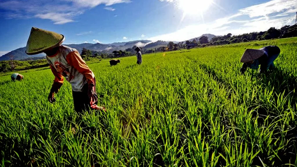 Pemerintah Akan Kasih Benih Gratis untuk Petani