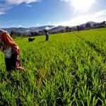 Pemerintah Akan Kasih Benih Gratis untuk Petani
