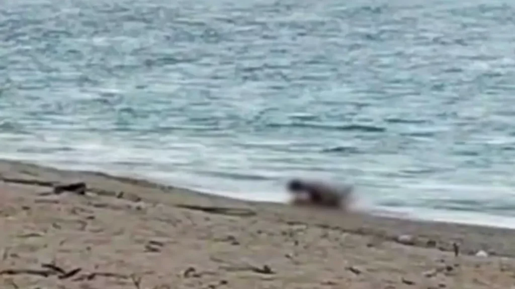 Video Mesum WNA di Pantai Mandalika Viral