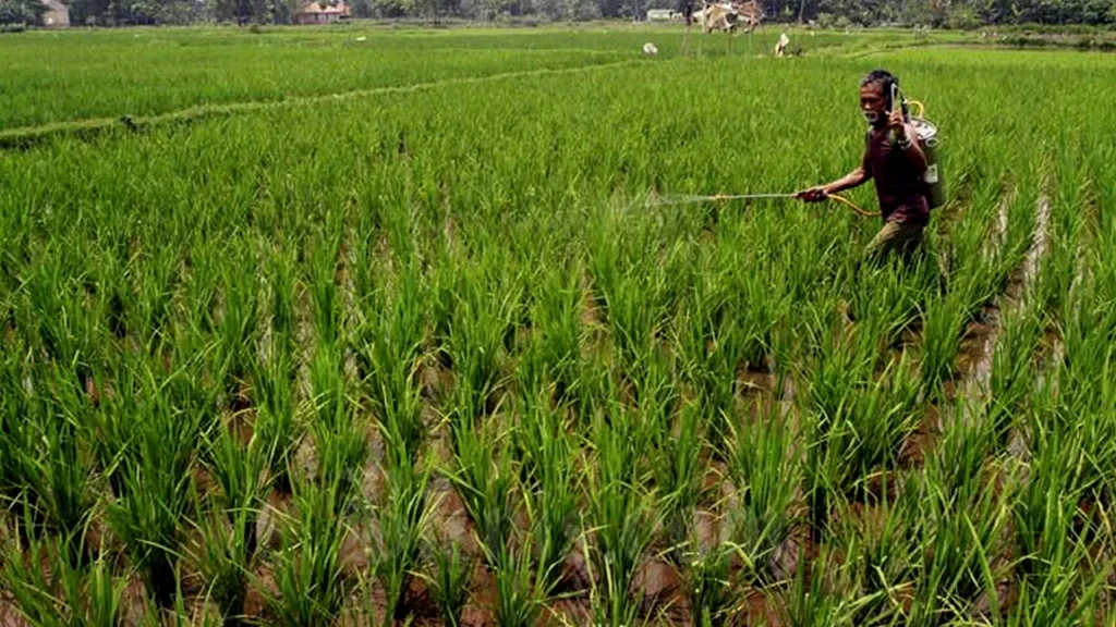 Peran Asuransi Usaha Tani Padi Sejalan dengan Rencana Swasembada Pangan Pemerintah