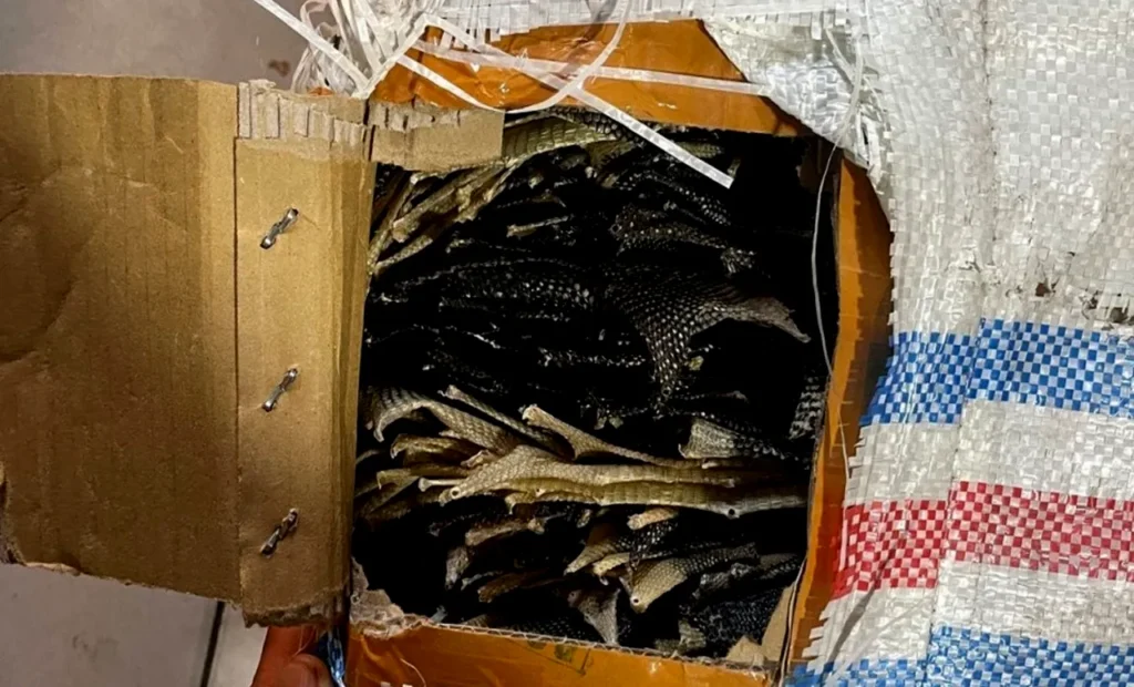 Petugas Berhasil Menggagalkan Penyelundupan Kulit Ular dan Biawak di Bakauheni
