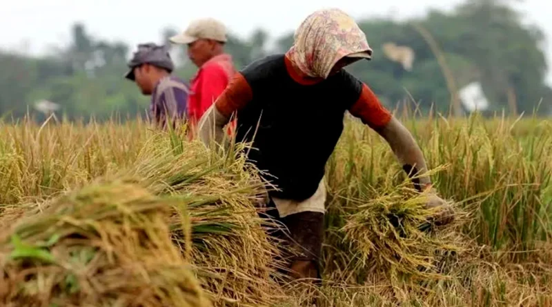 Pemerintah Siapkan Strategi Penyerapan Gabah dan Beras Menjelang Panen Raya